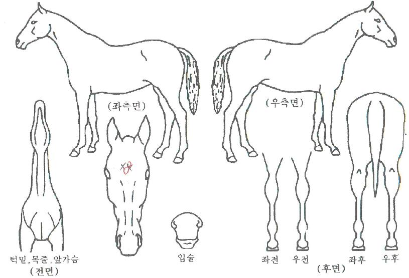 ´ëȣõÇÏÀÇ Ãø¸é,¿ì¸é,µÞ¸é,µÎ»ó,´Ù¸®ÀÇ Æ¯Â¡µµÇØ