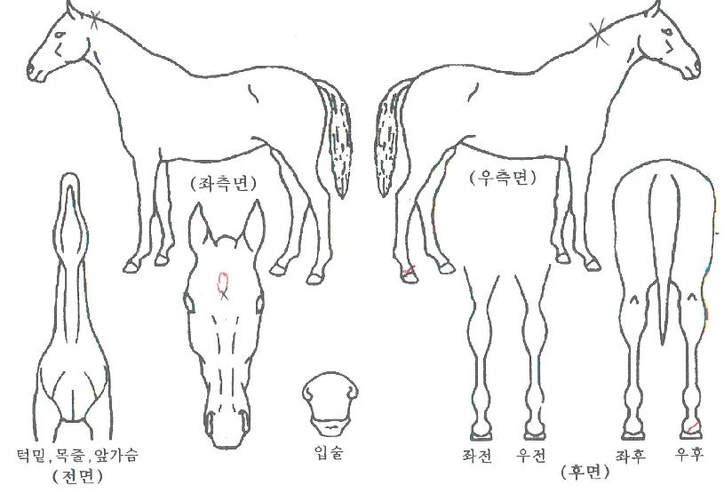 �������� ����,���,�޸�,�λ�,�ٸ��� Ư¡����