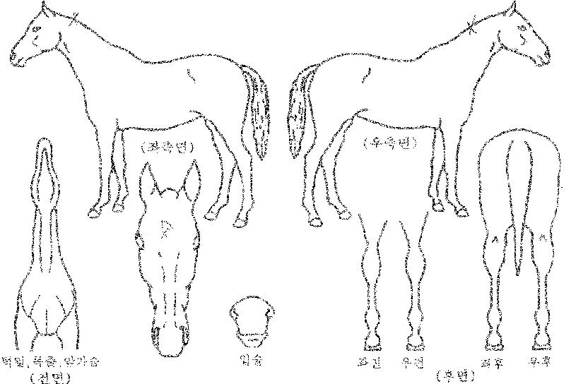 ¸ÅÁ÷ÅÙÀÇ Ãø¸é,¿ì¸é,µÞ¸é,µÎ»ó,´Ù¸®ÀÇ Æ¯Â¡µµÇØ