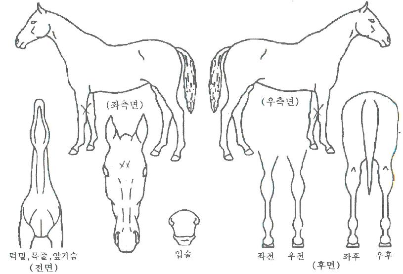 Äý½ºÆ®¸®Æ®ÀÇ Ãø¸é,¿ì¸é,µÞ¸é,µÎ»ó,´Ù¸®ÀÇ Æ¯Â¡µµÇØ