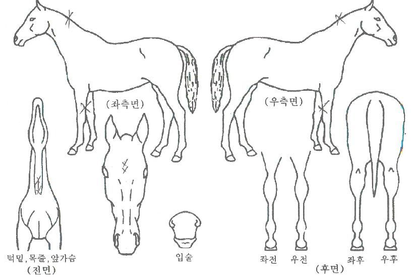 ±Û·Î¹úÅ·´ýÀÇ Ãø¸é,¿ì¸é,µÞ¸é,µÎ»ó,´Ù¸®ÀÇ Æ¯Â¡µµÇØ
