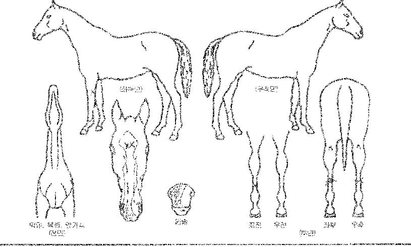 �ΰ����� ����,���,�޸�,�λ�,�ٸ��� Ư¡����