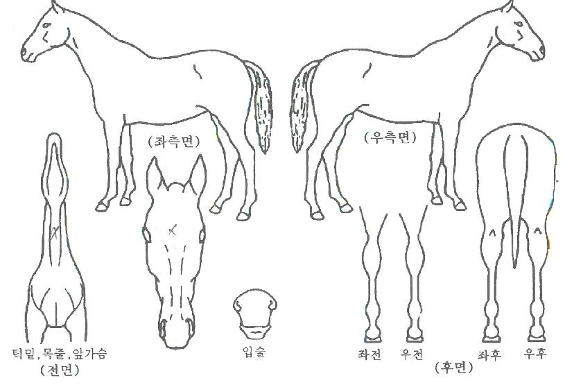 ¿¥Á¦À̷εåÀÇ Ãø¸é,¿ì¸é,µÞ¸é,µÎ»ó,´Ù¸®ÀÇ Æ¯Â¡µµÇØ