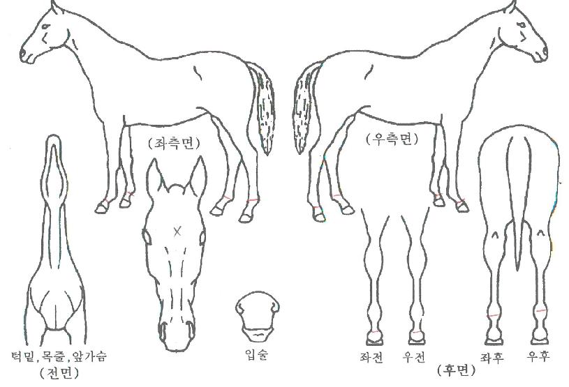 ���ϵ�ĳ���� ����,���,�޸�,�λ�,�ٸ��� Ư¡����