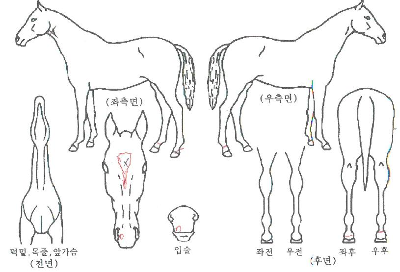 ¹éÅõ¹éÀÇ Ãø¸é,¿ì¸é,µÞ¸é,µÎ»ó,´Ù¸®ÀÇ Æ¯Â¡µµÇØ