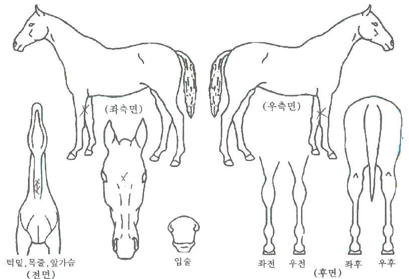 ���̾�����ŷ�� ����,���,�޸�,�λ�,�ٸ��� Ư¡����