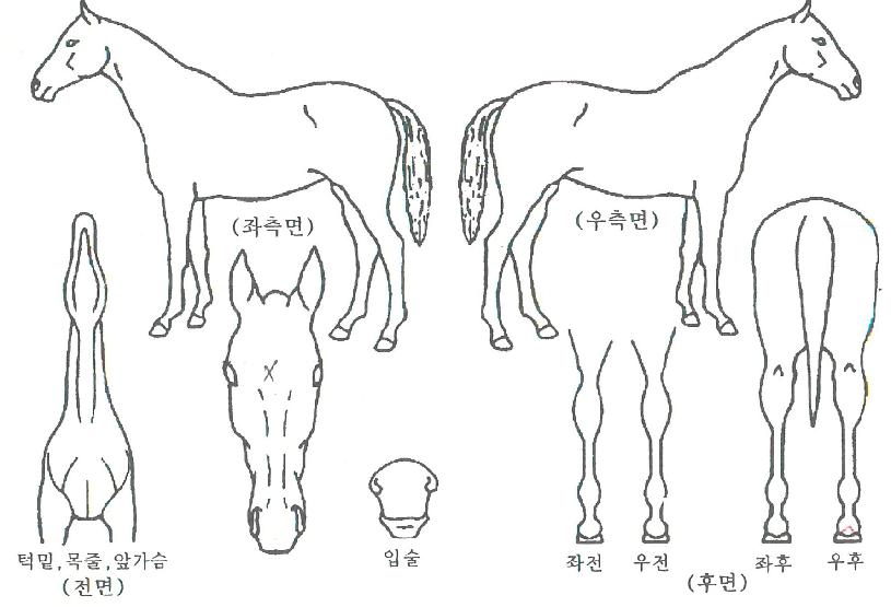 ����¡���� ����,���,�޸�,�λ�,�ٸ��� Ư¡����