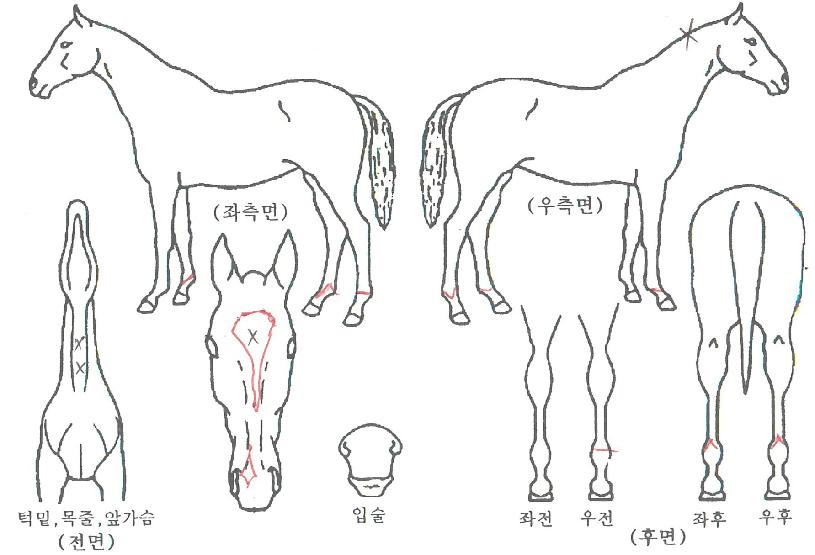 õ�⵿�ȵ��� ����,���,�޸�,�λ�,�ٸ��� Ư¡����