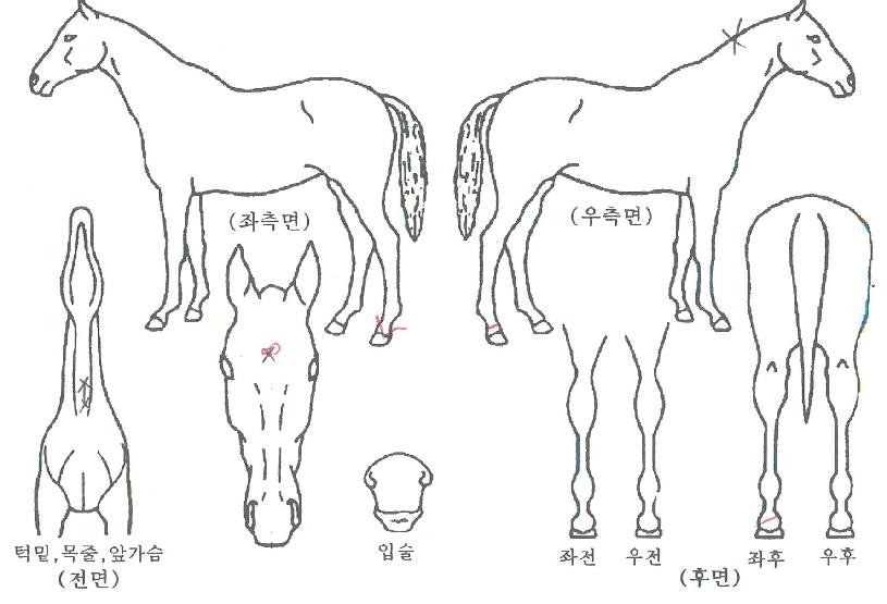 Á¤¼ö½Ã´ëÀÇ Ãø¸é,¿ì¸é,µÞ¸é,µÎ»ó,´Ù¸®ÀÇ Æ¯Â¡µµÇØ