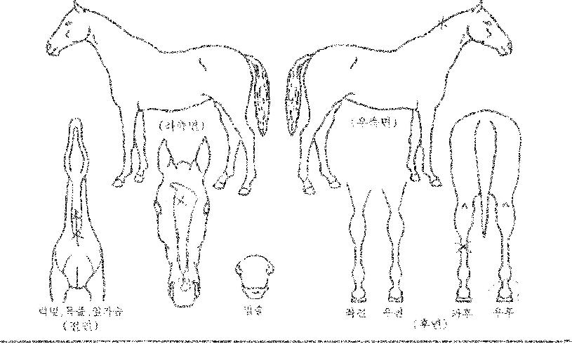 �����屺�� ����,���,�޸�,�λ�,�ٸ��� Ư¡����