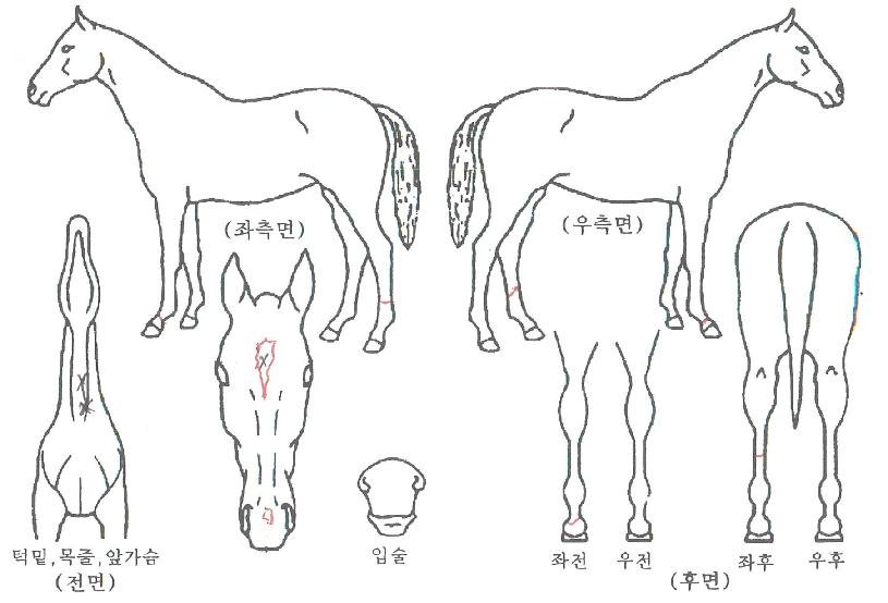 �����ö����� ����,���,�޸�,�λ�,�ٸ��� Ư¡����