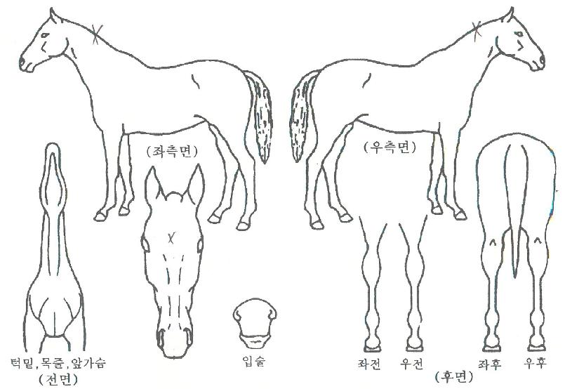 �û����� ����,���,�޸�,�λ�,�ٸ��� Ư¡����