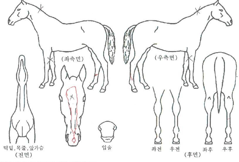 ȯ»óÀǺûÀÇ Ãø¸é,¿ì¸é,µÞ¸é,µÎ»ó,´Ù¸®ÀÇ Æ¯Â¡µµÇØ