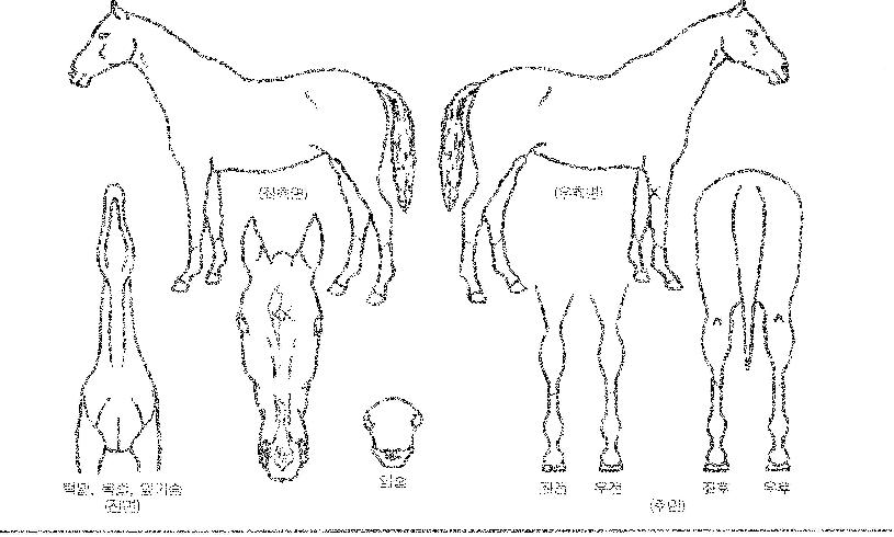 Áö¼´ÏÀÇ Ãø¸é,¿ì¸é,µÞ¸é,µÎ»ó,´Ù¸®ÀÇ Æ¯Â¡µµÇØ