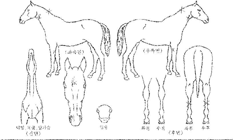Åõ¿¥¿ÀÄÉÀÌÀÇ Ãø¸é,¿ì¸é,µÞ¸é,µÎ»ó,´Ù¸®ÀÇ Æ¯Â¡µµÇØ
