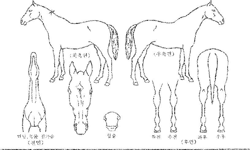 �Ķ��ٶ��� ����,���,�޸�,�λ�,�ٸ��� Ư¡����