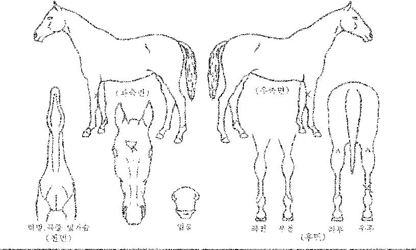 ĳġ����� ����,���,�޸�,�λ�,�ٸ��� Ư¡����
