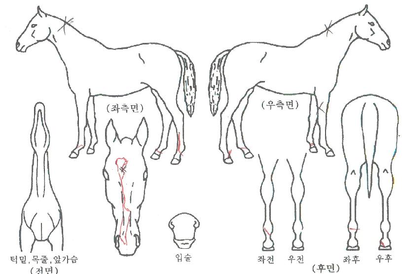 �����ǿ����� ����,���,�޸�,�λ�,�ٸ��� Ư¡����