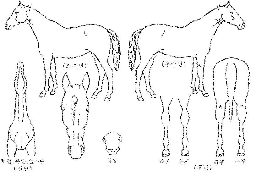 À§´ÏÀ®ÀÇ Ãø¸é,¿ì¸é,µÞ¸é,µÎ»ó,´Ù¸®ÀÇ Æ¯Â¡µµÇØ