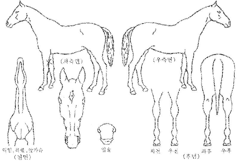ÇÇÄÉÀ̳ªÀÎÀÇ Ãø¸é,¿ì¸é,µÞ¸é,µÎ»ó,´Ù¸®ÀÇ Æ¯Â¡µµÇØ