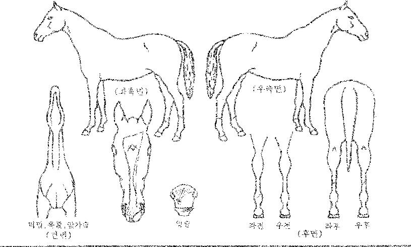 ¸íǰº¸¹èÀÇ Ãø¸é,¿ì¸é,µÞ¸é,µÎ»ó,´Ù¸®ÀÇ Æ¯Â¡µµÇØ