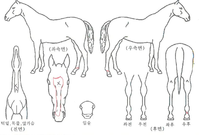 �縮ü�� ����,���,�޸�,�λ�,�ٸ��� Ư¡����