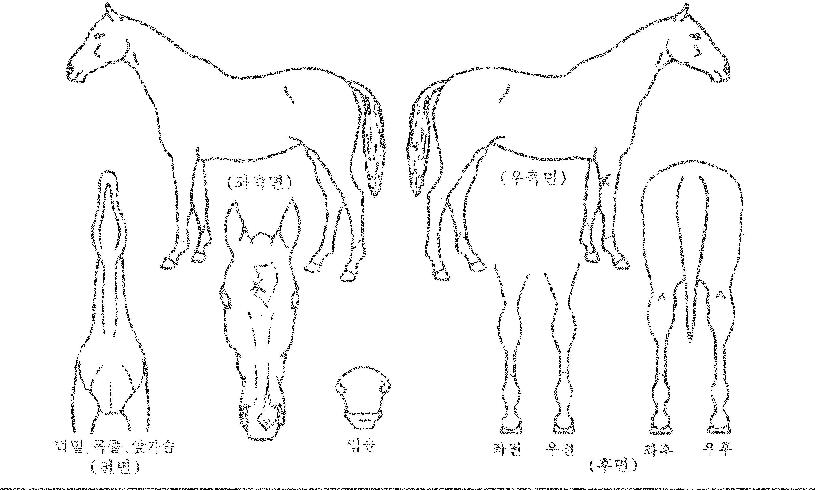 ½º¸¶Æ®Å¾°ÇÀÚ¸¶ÀÇ Ãø¸é,¿ì¸é,µÞ¸é,µÎ»ó,´Ù¸®ÀÇ Æ¯Â¡µµÇØ