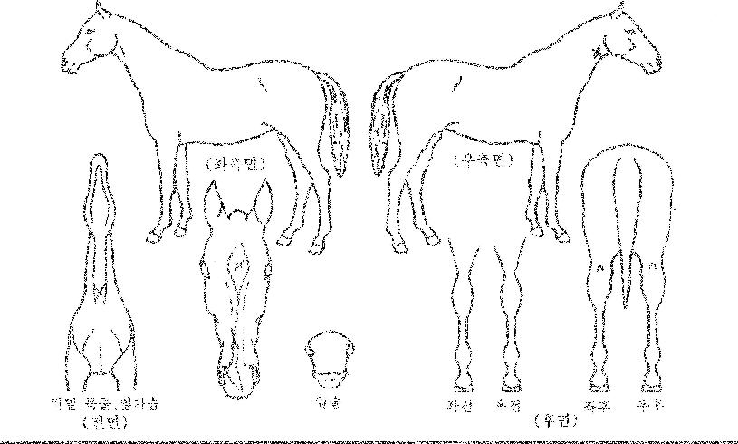È£½Âµå¸²ÀÇ Ãø¸é,¿ì¸é,µÞ¸é,µÎ»ó,´Ù¸®ÀÇ Æ¯Â¡µµÇØ