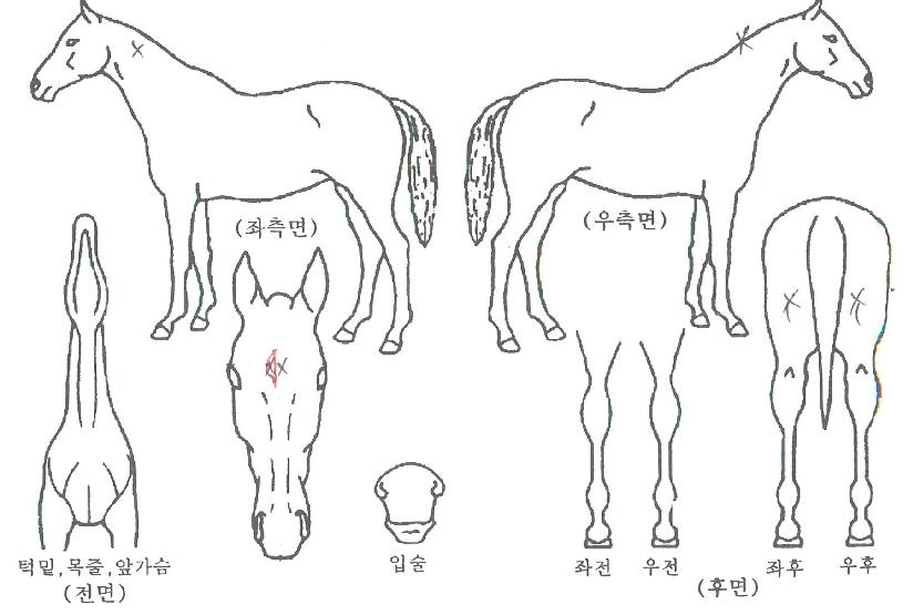 ´ÙÀ̾ưñµåÀÇ Ãø¸é,¿ì¸é,µÞ¸é,µÎ»ó,´Ù¸®ÀÇ Æ¯Â¡µµÇØ