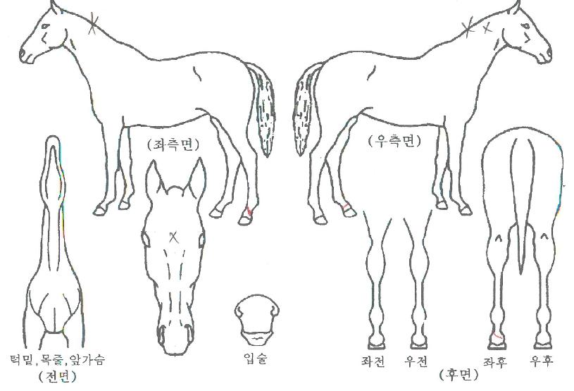 ��ī�� ����,���,�޸�,�λ�,�ٸ��� Ư¡����