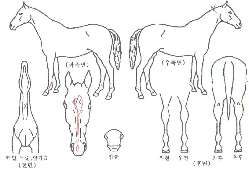 ÃÊ¿øÀDzÞÀÚ¸¶ÀÇ Ãø¸é,¿ì¸é,µÞ¸é,µÎ»ó,´Ù¸®ÀÇ Æ¯Â¡µµÇØ