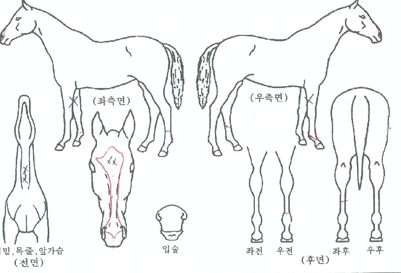 ´ç´ë¼Ò³àÀÇ Ãø¸é,¿ì¸é,µÞ¸é,µÎ»ó,´Ù¸®ÀÇ Æ¯Â¡µµÇØ