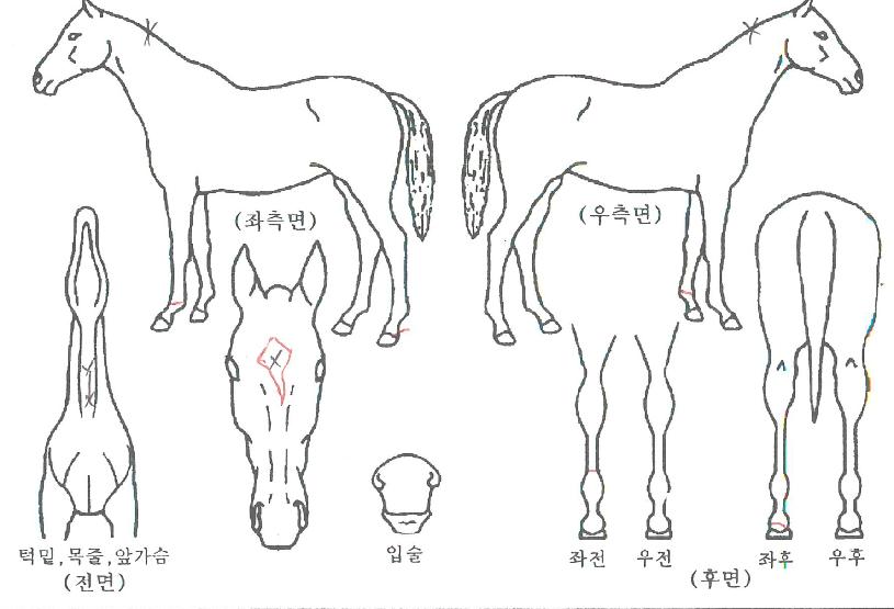 ��½ø��콺�� ����,���,�޸�,�λ�,�ٸ��� Ư¡����