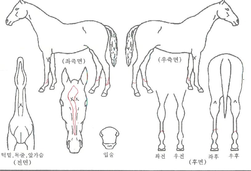 °ñµçÁ¶ÀÌÀÇ Ãø¸é,¿ì¸é,µÞ¸é,µÎ»ó,´Ù¸®ÀÇ Æ¯Â¡µµÇØ