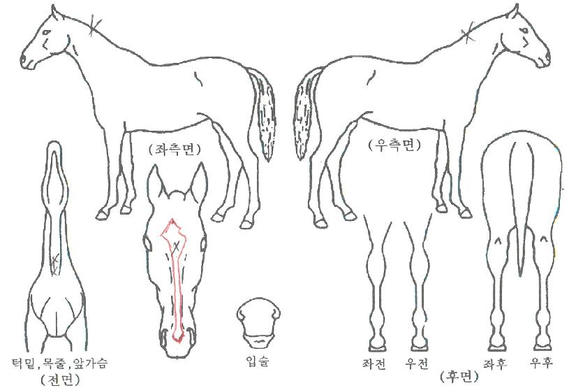 ������� ����,���,�޸�,�λ�,�ٸ��� Ư¡����