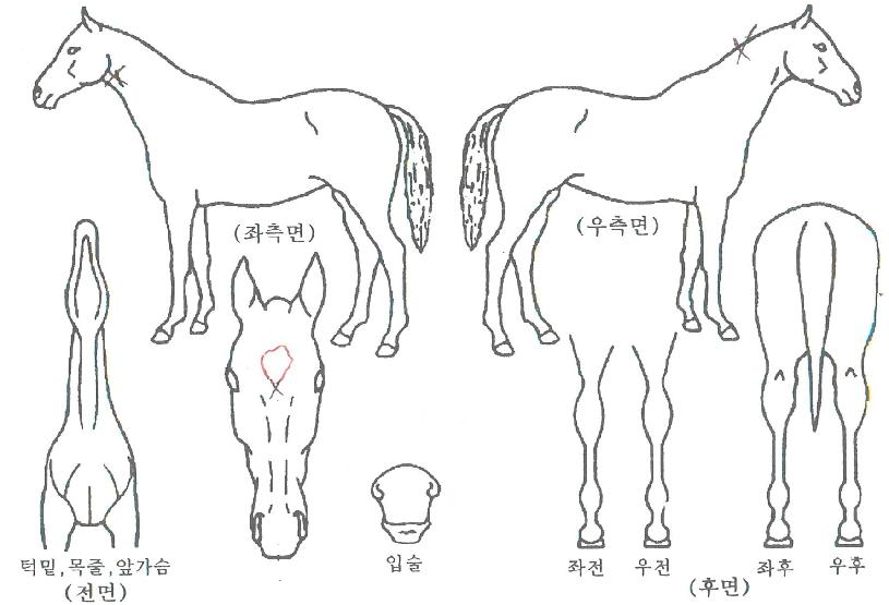 »êÅ佺ÀÇ Ãø¸é,¿ì¸é,µÞ¸é,µÎ»ó,´Ù¸®ÀÇ Æ¯Â¡µµÇØ