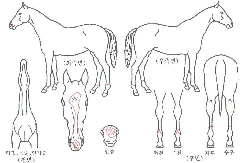 ¸Þ´Ï¹Ù´ÙÀÇ Ãø¸é,¿ì¸é,µÞ¸é,µÎ»ó,´Ù¸®ÀÇ Æ¯Â¡µµÇØ