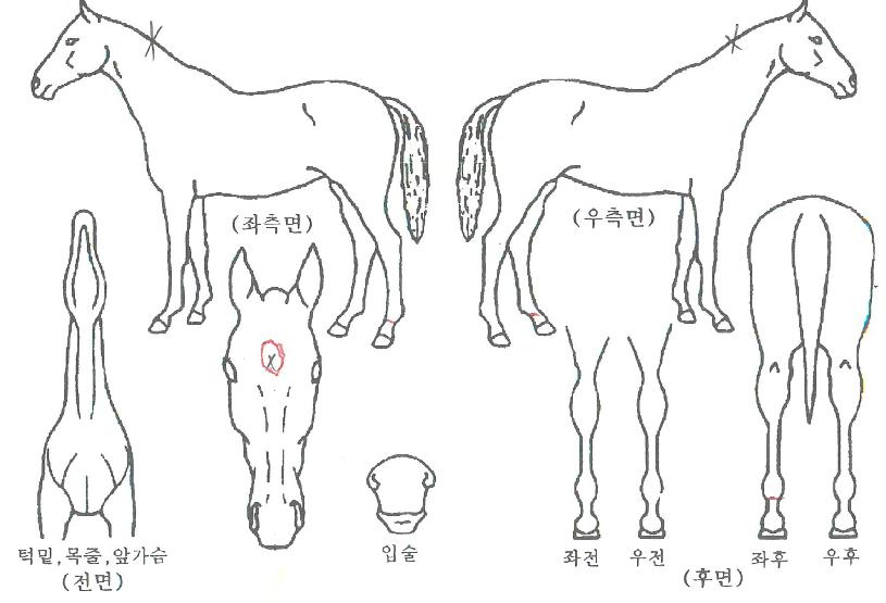 Æ÷¿¡¹öÀ§³ÊÀÇ Ãø¸é,¿ì¸é,µÞ¸é,µÎ»ó,´Ù¸®ÀÇ Æ¯Â¡µµÇØ