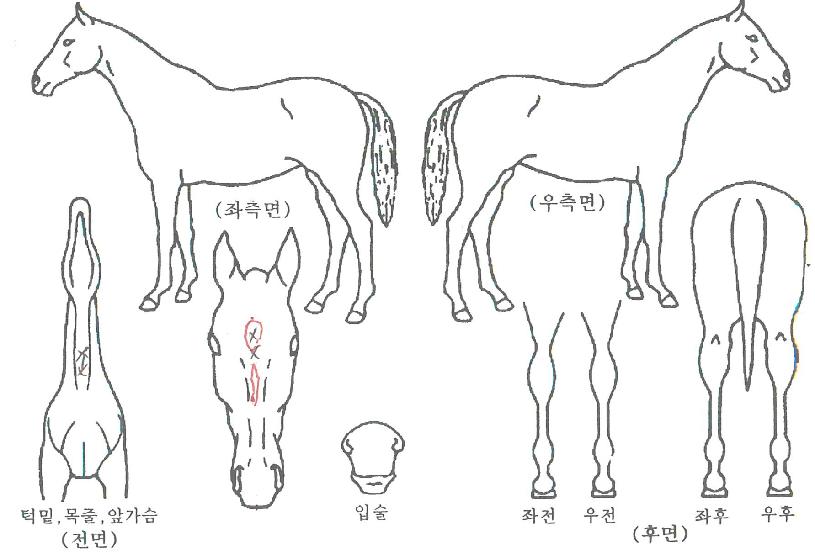 �۷θ����� ����,���,�޸�,�λ�,�ٸ��� Ư¡����