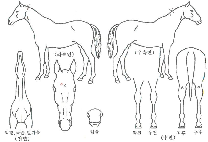 ���и��� ����,���,�޸�,�λ�,�ٸ��� Ư¡����