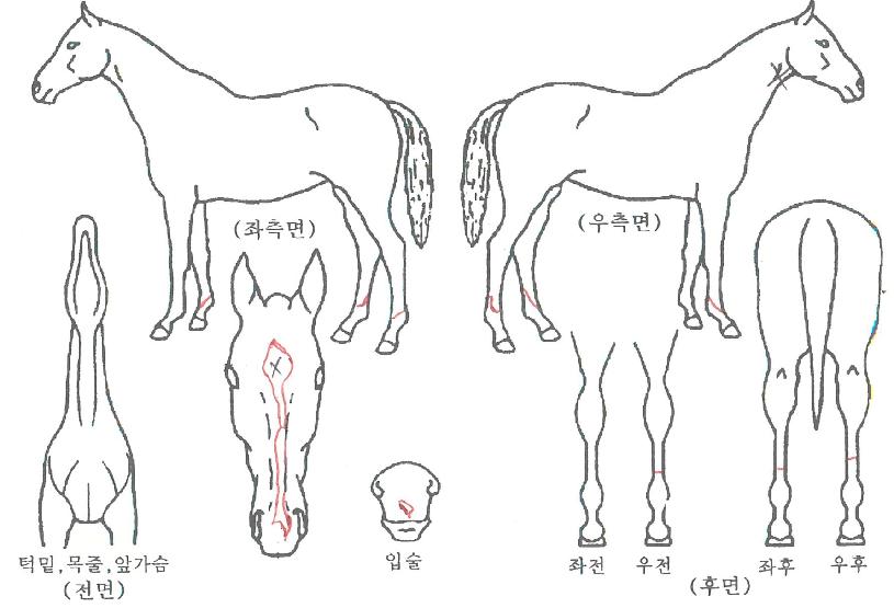 ¸Þ´Ï½º¸¶Æ®ÀÇ Ãø¸é,¿ì¸é,µÞ¸é,µÎ»ó,´Ù¸®ÀÇ Æ¯Â¡µµÇØ