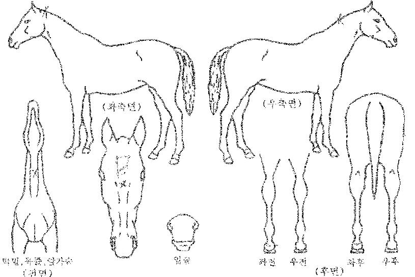 ¿ì½Â½Ã´ëÀÚ¸¶ÀÇ Ãø¸é,¿ì¸é,µÞ¸é,µÎ»ó,´Ù¸®ÀÇ Æ¯Â¡µµÇØ