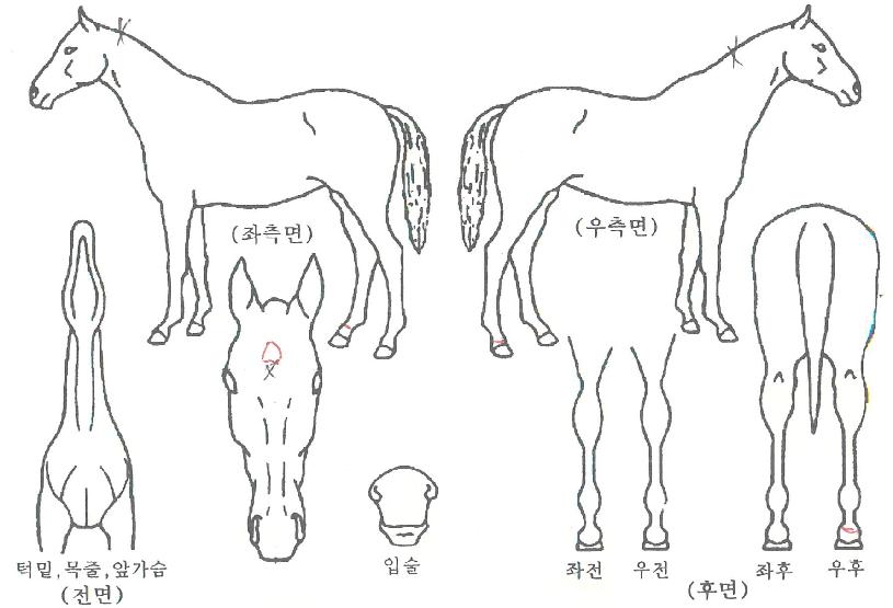 Æ®À©¾îÇÊÀÚ¸¶ÀÇ Ãø¸é,¿ì¸é,µÞ¸é,µÎ»ó,´Ù¸®ÀÇ Æ¯Â¡µµÇØ