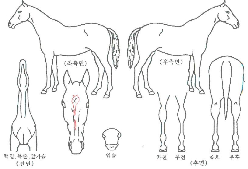¼¿·¯ºê·¹À̼ÇÀÇ Ãø¸é,¿ì¸é,µÞ¸é,µÎ»ó,´Ù¸®ÀÇ Æ¯Â¡µµÇØ