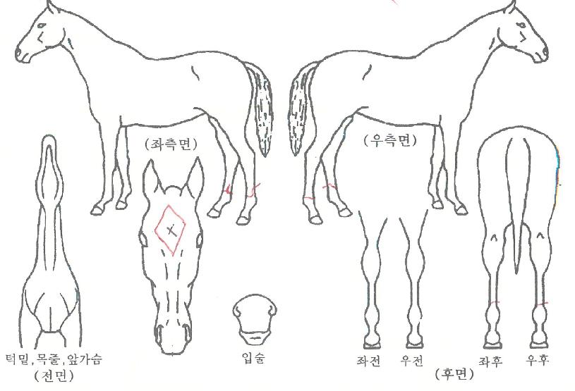 ¾Æµ¨Á¤»óÀÇ Ãø¸é,¿ì¸é,µÞ¸é,µÎ»ó,´Ù¸®ÀÇ Æ¯Â¡µµÇØ