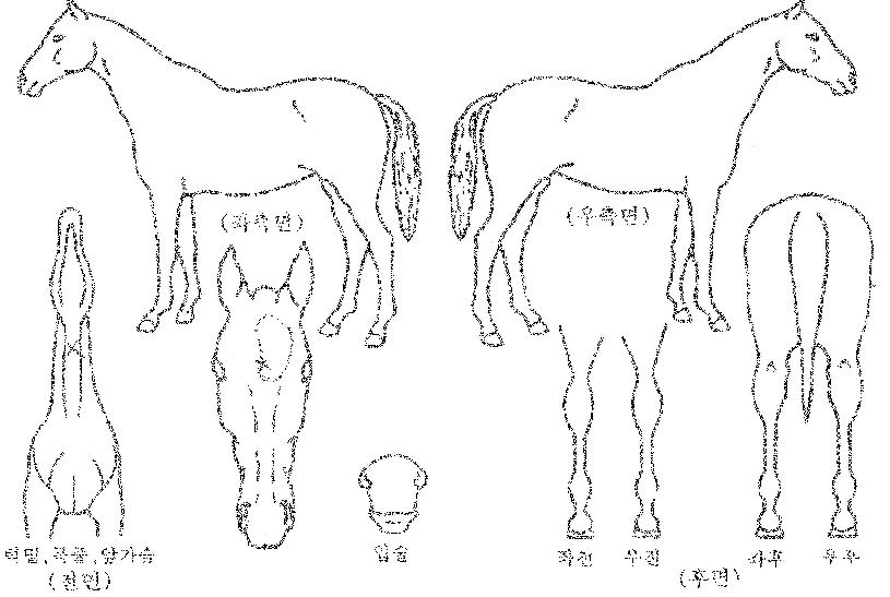 ���Ѹŷ��� ����,���,�޸�,�λ�,�ٸ��� Ư¡����