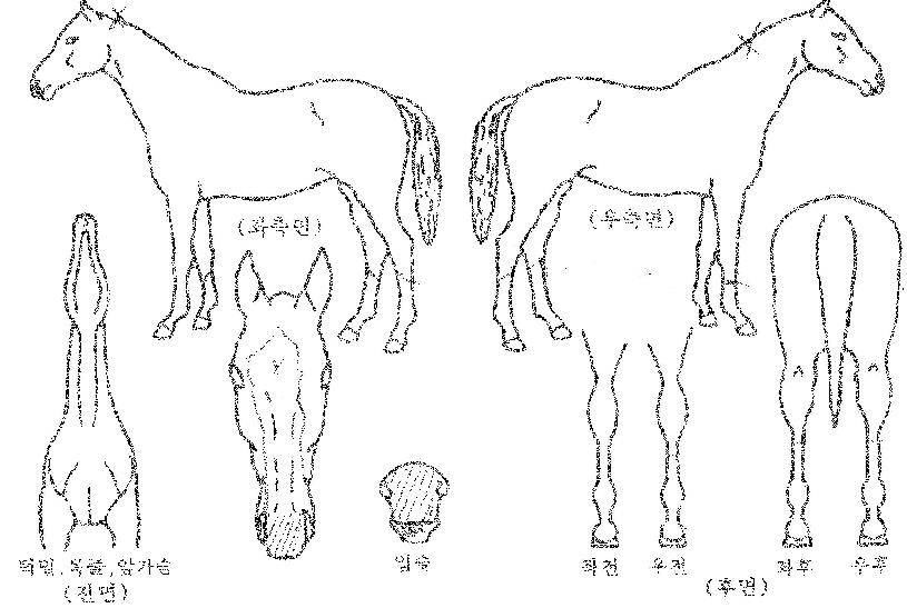 ÇÁ¸°¼¼½ºÀÚ¸¶ÀÇ Ãø¸é,¿ì¸é,µÞ¸é,µÎ»ó,´Ù¸®ÀÇ Æ¯Â¡µµÇØ