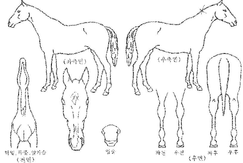 ����������ڸ��� ����,���,�޸�,�λ�,�ٸ��� Ư¡����