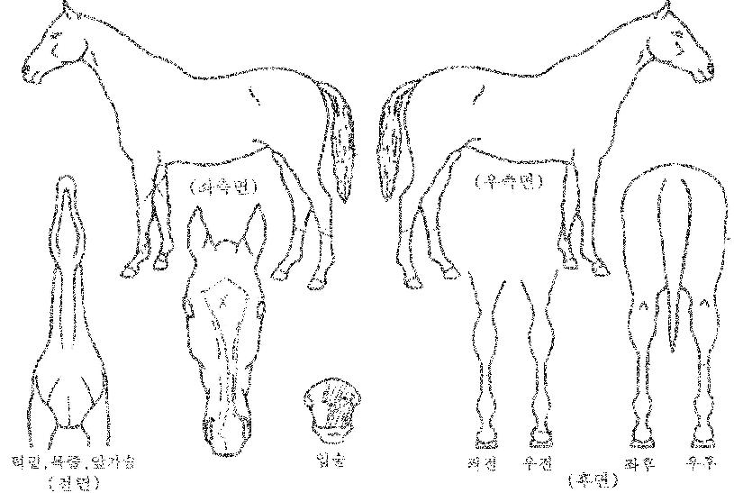 ���������� ����,���,�޸�,�λ�,�ٸ��� Ư¡����