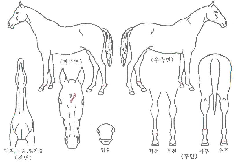 ���и��� ����,���,�޸�,�λ�,�ٸ��� Ư¡����